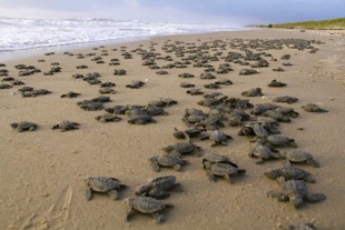 ¡Bien ahí! Liberan en el pacífico de Nicaragua a 5 mil tortugas de paslama, especie en peligro