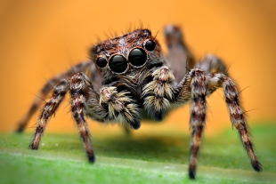 Arañas saltarinas: ¿Por qué estos insectos son las mascotas de moda?