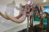 El Museo del Mamut sufrirá una ampliación para el 2020