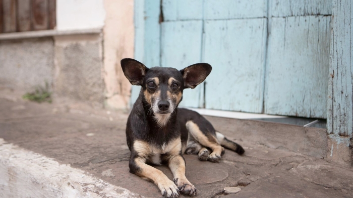 Perritos callejeros, expertos en distinguir expresiones faciales humanas