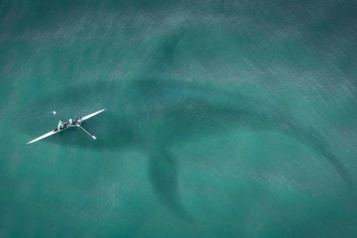 ¿Megalodón, eres tú? Escáner capta enorme y misteriosa sombra en el océano atlántico