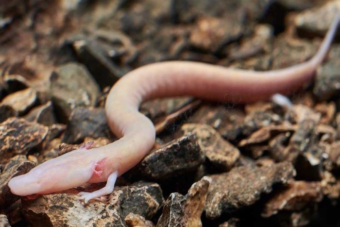 Estos seres habitan en las cavernas del sureste de Europa