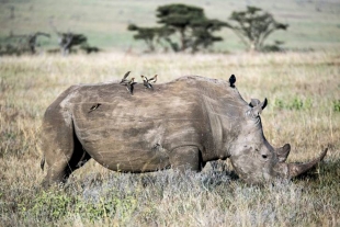 El pájaro &quot;lazarillo&quot; esencial para la supervivencia de los rinocerontes