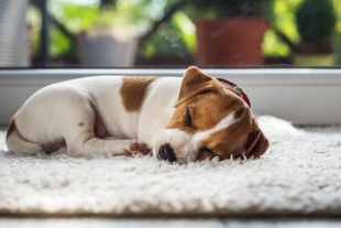 Enséñale a tu perro a acostarse en su cama con este sencillo truco