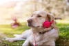 Relax My Dog: El novedoso método para relajar a tu perro