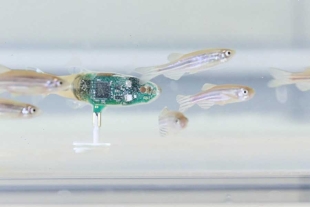 Acaban de diseñar un robot acuático con forma de pez