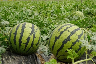 Científicos rusos lograron cultivar sandías en el lugar más frío del planeta