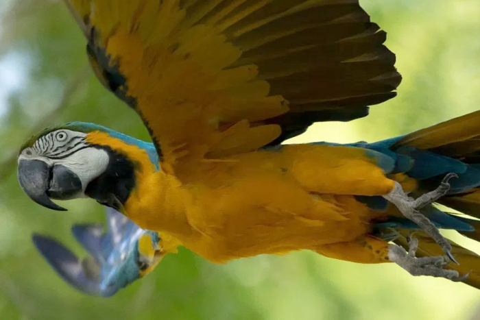 La última guacamaya salvaje de Río está sola. Y busca pareja La última guacamaya salvaje de Río está sola. Y busca pareja