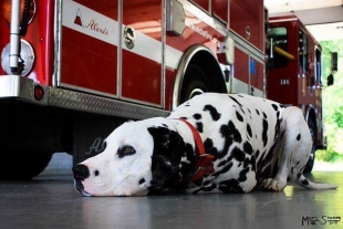 ¿Por qué el dálmata es un perro bombero y rescatista?