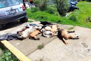 Matan a perritos en Xalatlaco y los dejan en la calle; piden recogerlos