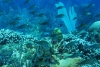 Arrecifes de coral amenazados por emisiones de efecto invernadero