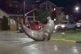 Elefante marino se “pasea” por calles de Chile y habitantes lo ayudan a regresar al mar