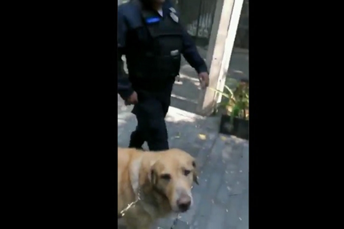 Detienen a perritos que jugaban en una fuente