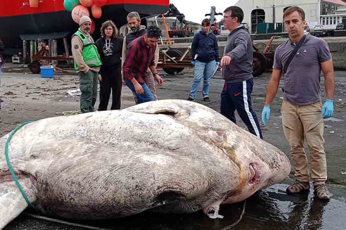 ¡3 toneladas! Encalla en las costas del atlántico el pez más pesado del mundo