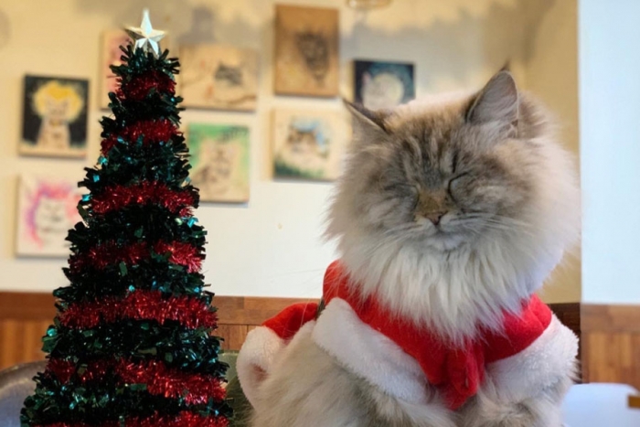 Gatitos rescatados se disfrazan de Santa Claus y conquistan las redes