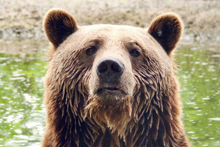 ¡Qué calor! Oso salvaje es captado disfrutando de una alberca en Monterrey