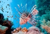 El pez invasor que está dañando los arrecifes de la Riviera Maya  