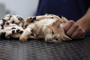 OMS emite alerta mundial por el mayor brote de gripe aviar en gatos