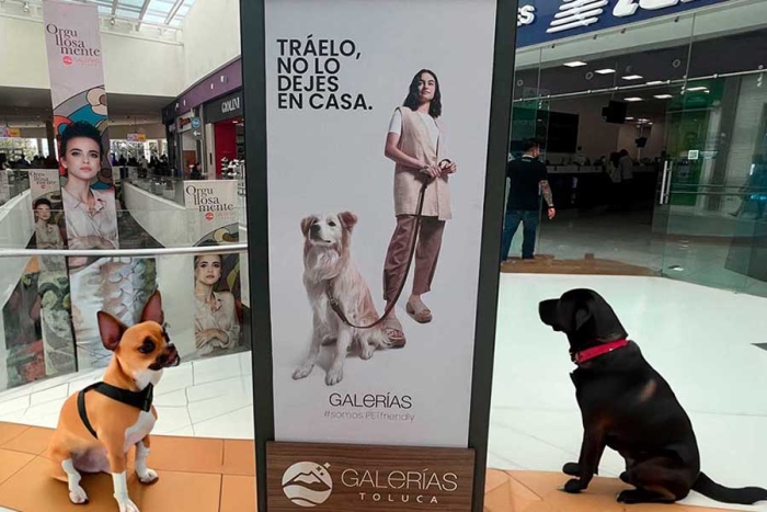 ¡No es un sueño! Galerías Toluca y Metepec permitirán el acceso a mascotas