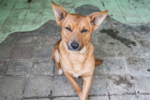 Buscan hogar a más de 100 perritos en el Metro