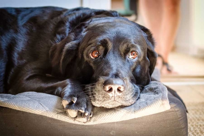 Perro negro, quiltro e ícono: ¿por qué se adoptan menos perros negros? 