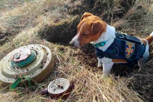 &quot;Patron”, el canino que ha detectado hasta 90 bombas en Ucrania