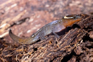 Descubren al lagarto más pequeño del mundo
