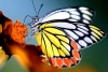 Hallan un amplio flujo genético en mariposas