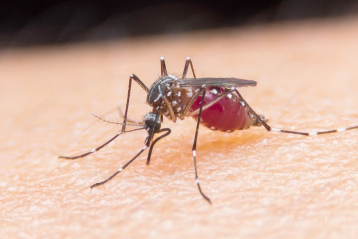 Descubren cómo hacer a los humanos “invisibles” a los mosquitos