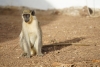 Los monos verdes lanzan señales de alarma frente a los drones
