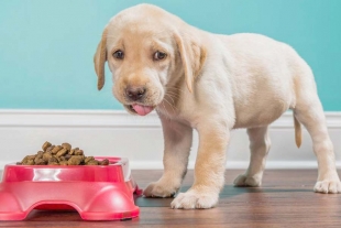 ¿Por qué es importante que mi perro tenga horarios para comer?