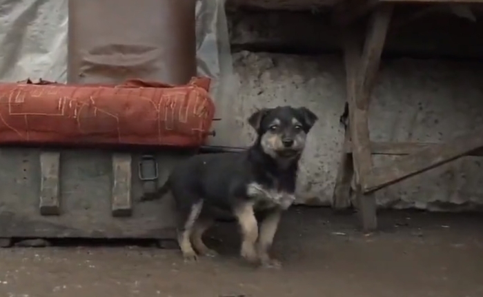 Él es “Rambo”, el cachorro adoptado que cuida a los soldados ucranianos