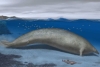 Antiguo y colosal cetáceo quiere quitarle a la ballena azul el título del “animal más pesado”