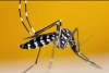 El mosquito tigre en Francia, ¿cómo reconocerlo?