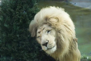 Algunas especies que se verán beneficiadas son osos, grandes felinos, rinocerontes, jirafas y primates