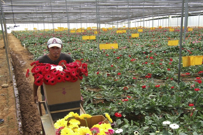 Listas flores mexiquenses para celebrar Día de las Madres