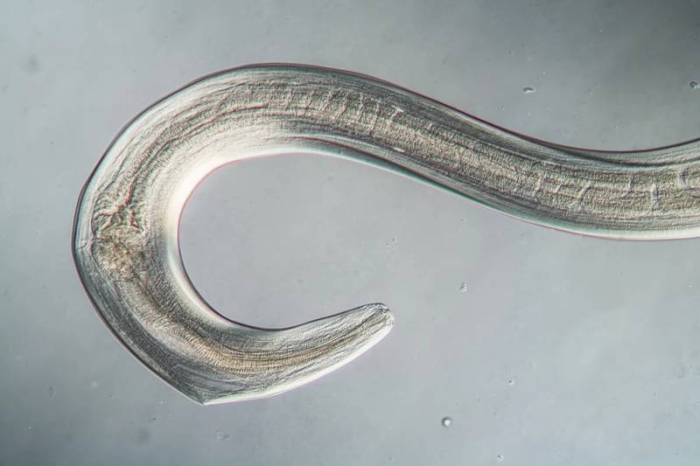 ¡Increíble! Grupo de científicos logra despertar un gusano que llevaba miles de años congelado