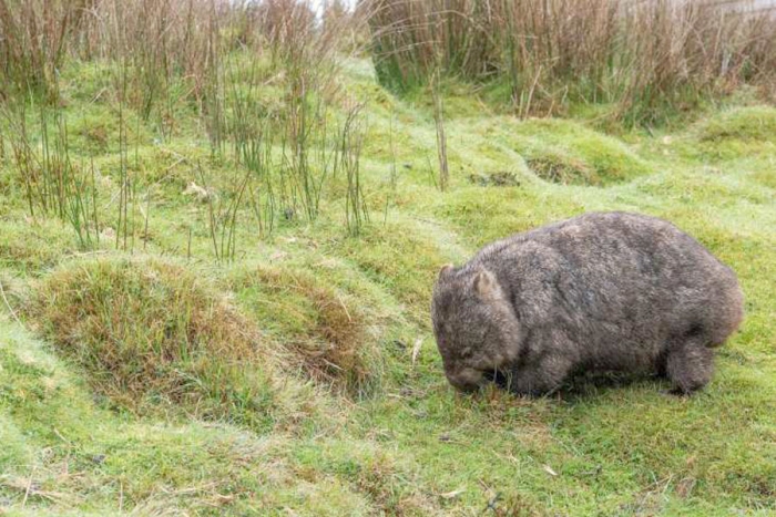 Wómbat el animal que ayuda a otras especies de la sequía