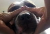 Este es el facial de “chocolate” que tu perro necesita