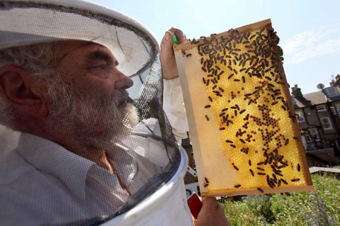 ¿Por qué las abejas de la reina Isabel II recibieron el “péseame” por su fallecimiento?
