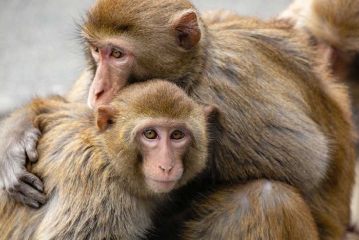 Covid-19 está provocando infertilidad en macacos machos