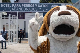 ¡Está de pelos! Abre sus puertas el primer hotel para perros y gatos abandonados en CDMX