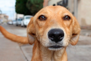 ¿Cómo proteger a las mascotas durante un huracán? Checa estas recomendaciones