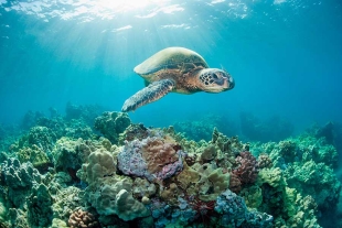 Día mundial de las tortugas marinas: conoce 5 datos que te sorprenderán