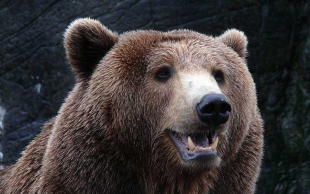 Vecinos de Monterrey “adoptan” a oso; le ponen “Charmín”