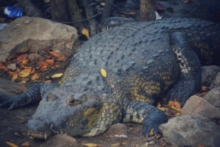 El gobierno local ya comenzó a tomar medidas para controlar a estos animales