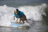 “Surf City Surf Dog 2021”: así se vivió la competencia anual de surf para perros