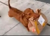 Conoce al perrito salchicha que trabaja como “repartidor” durante la cuarentena.