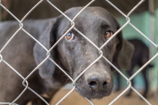 Proponen hasta 4 años de cárcel por maltrato animal