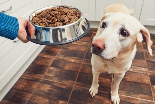 ¡Atención! Profeco revela las peores marcas de croquetas para perro